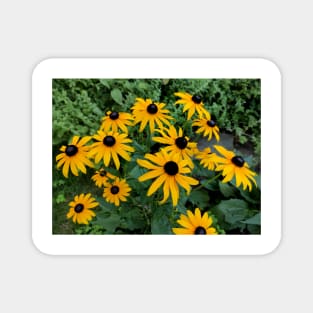 Yellow Coneflower Magnet