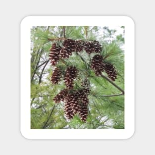 Pinecones in the Forest Magnet