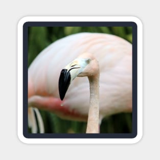 Flamingo Magnet