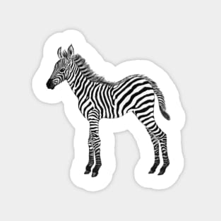 Zebra baby black & white watercolor painted realistic Magnet