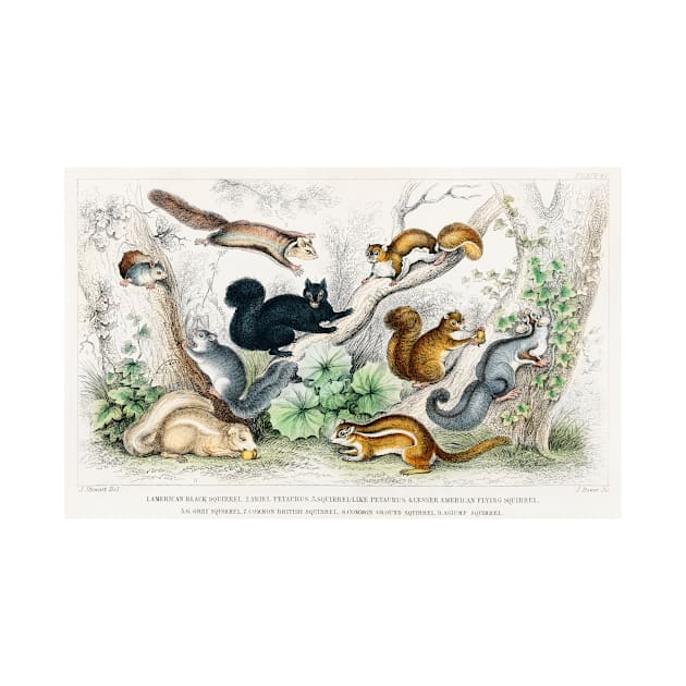 Antique British Illustration of Squirrels (1820) by moonandcat