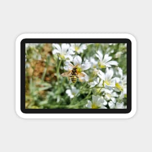 Bee Sitting on White Field Flowers Magnet