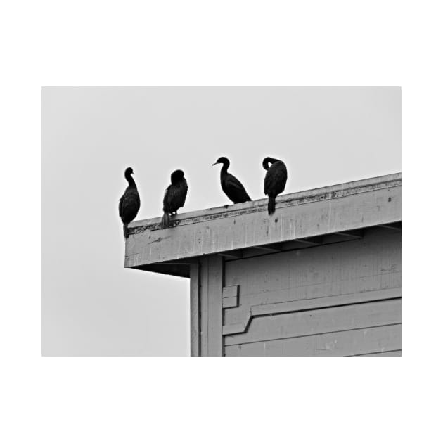 Monterey Quartet by bobmeyers