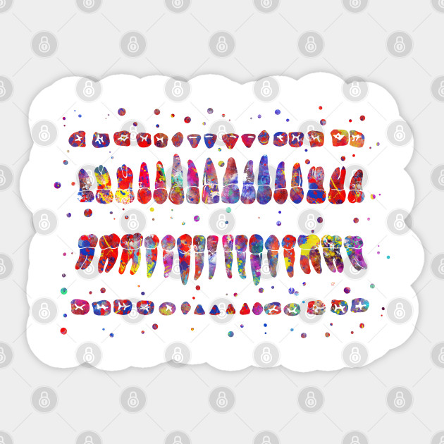 Human Teeth Diagram Anatomy Sticker Teepublic