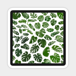 Tropical Monestera Pattern Magnet