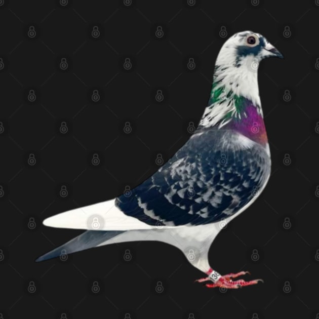 Top Pigeon by Duivensport 