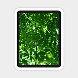 Green Leaves Above Magnet