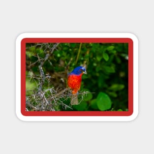 Colorful Painted Bunting -Painterly Magnet