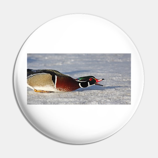 Protecting his territory - Wood Duck Pin by Jim Cumming