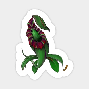 Botanical Nepenthes Pitcher Plant Carnivorous Plant Gift Idea Magnet