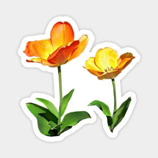 Tulips Tall and Short Magnet