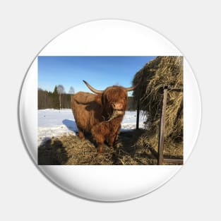 Scottish Highland Cattle Cow 2310 Pin