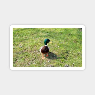 A Cute Mallard Duck Waiting To Be Fed, Staring Magnet