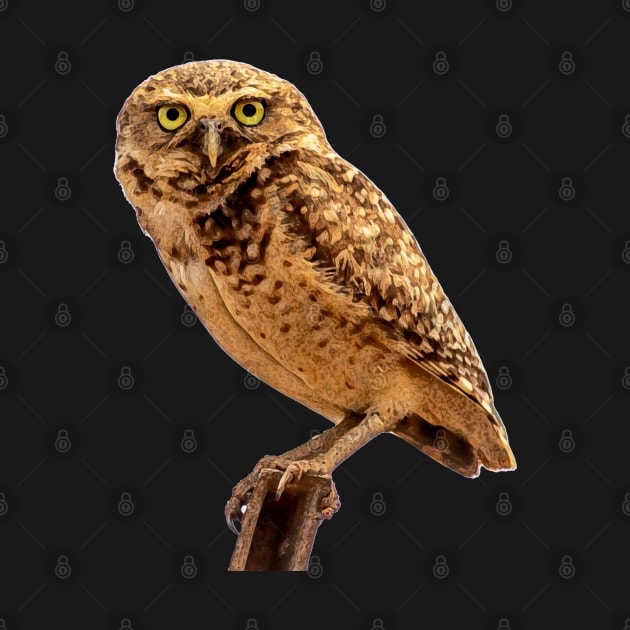 owl by rickylabellevie