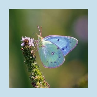 blue butterfly T-Shirt