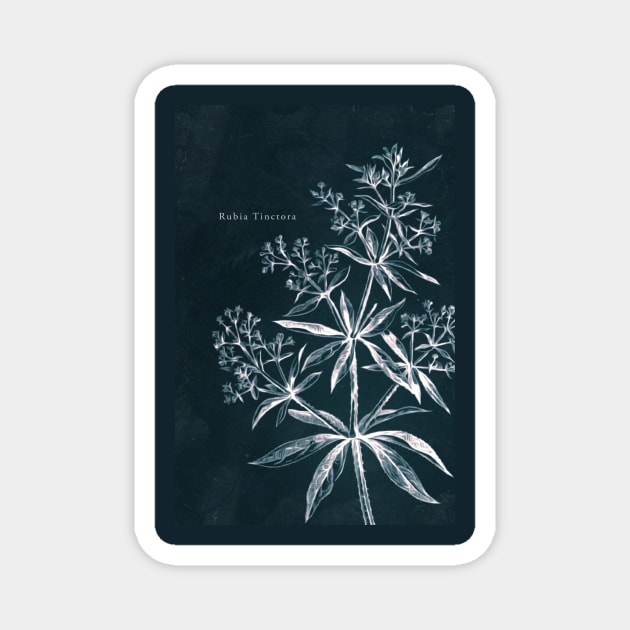 Cyanotype - Rubia Tinctora - C Magnet by PixelHunter