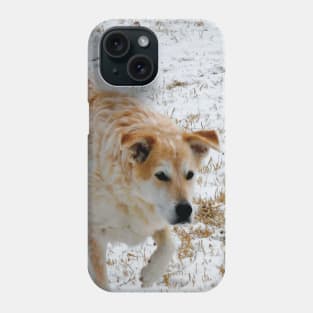 Australian Cattle dog in the snow Phone Case