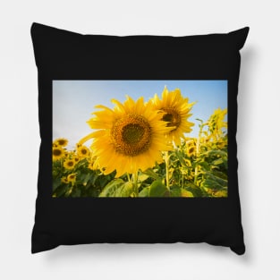 Colby Farms Sunflower Field Closeup Pillow