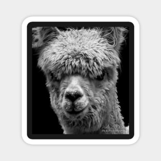 LLAMA Magnet