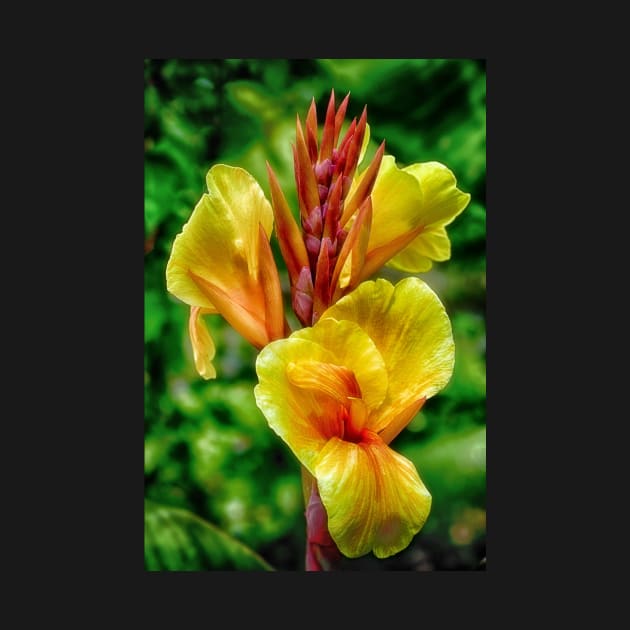 Canna Lily by JimDeFazioPhotography