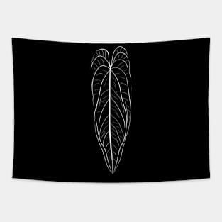 Anthurium Warocqueanum White Tapestry