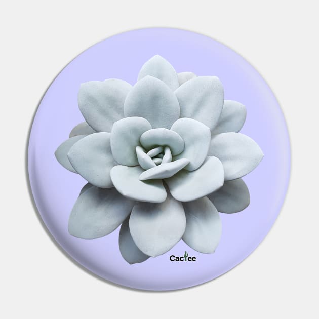 Echeveria Lauii Pin by Cactee