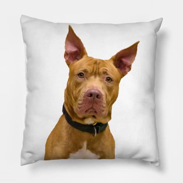 Adorable Brown Dog Pillow by StacyWhite