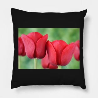 Tulip Pillow