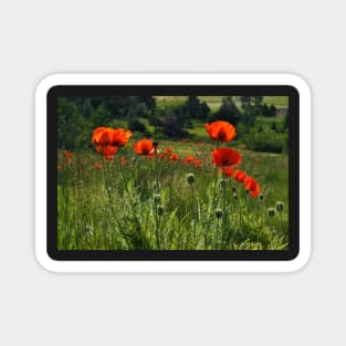 Field with Red Poppies Magnet