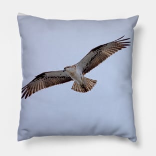 Osprey_VOA6742 Pillow