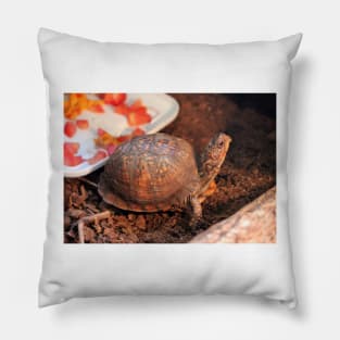 Pampered Turtle Pillow