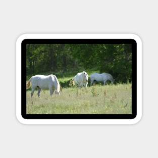 Wild Horses Magnet