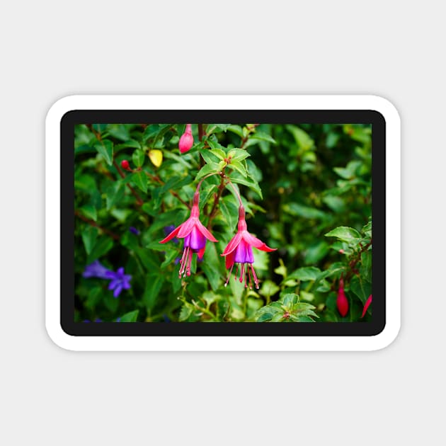 Fuchsia Flowers Closeup Magnet by Harmony-Mind