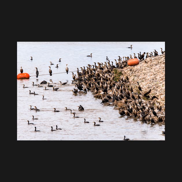 Large Gathering of Cormorants by Debra Martz by Debra Martz