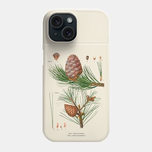 Pine Tree Antique Botanical Illustration Phone Case