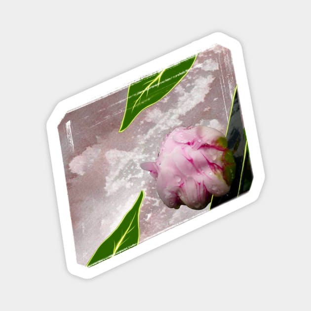 Spring Musings - Peony Bud Magnet by Musings Home Decor