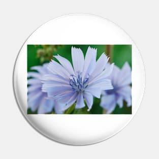 Cichorium intybus  Chicory Pin