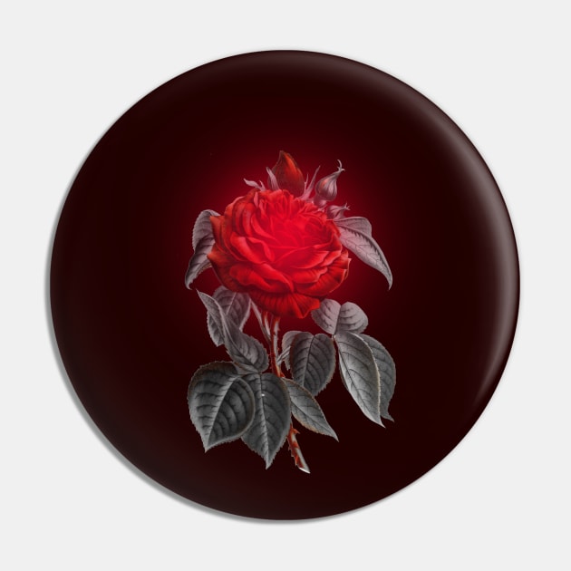 Blood red vampire rose Pin by pickledpossums