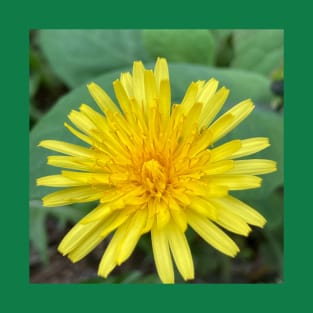 Dandelion T-Shirt