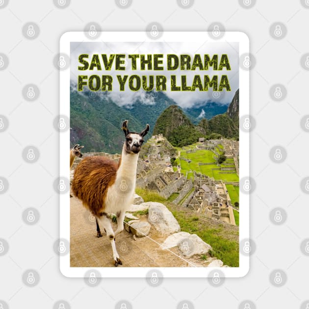 Save the Drama for your Llama at Machu Picchu Magnet by FrogAndToadsWorkshop