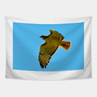 Flying High - Red Tail Hawk Tapestry