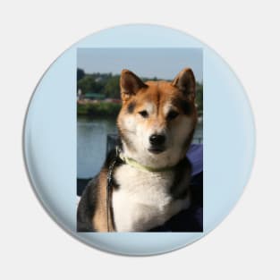 shiba inu 1 Pin