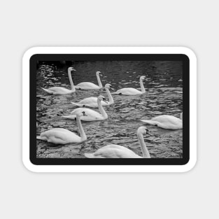 Elegant mute swans swimming the River Bure in the heart of the Norfolk Broads Magnet