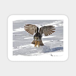 Snow Blast - Northern Hawk owl Magnet