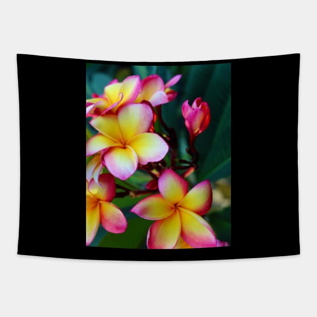 plumeria-flowers-frangipani-floral-blossom-petal-rubra-shirtyshirto-02 Tapestry by Shirty.Shirto