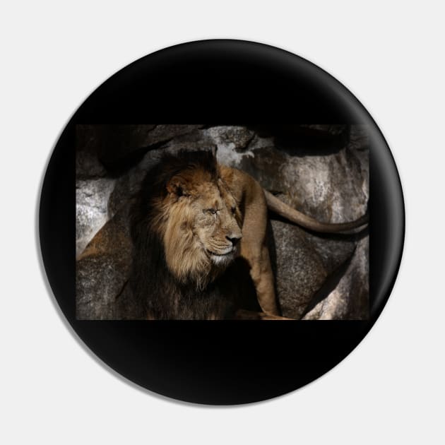 lion - indian lion Pin by hottehue