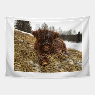 Scottish Highland Cattle Calf 1699 Tapestry