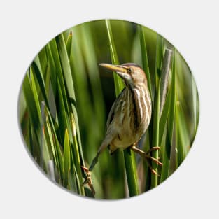 Least Bittern Pin