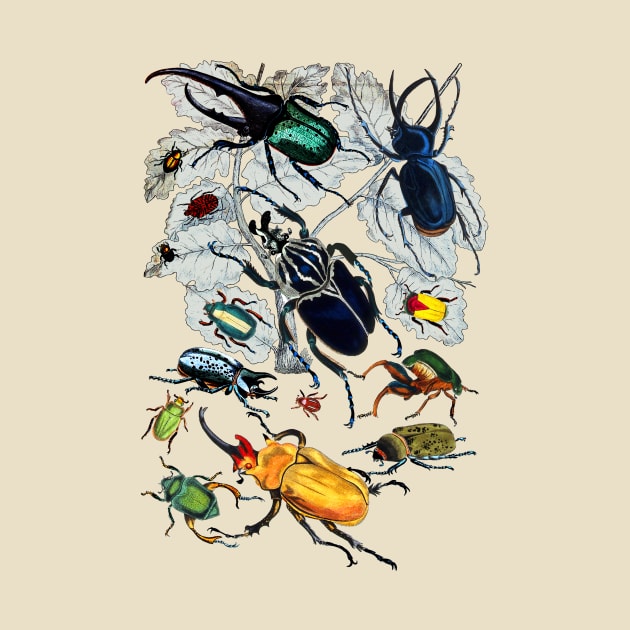 Coleoptera Beetles and Weevils J Mayson Natural by Scientistudio