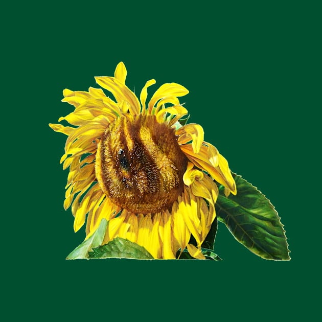 Sunflower by diamonddraws